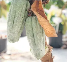  ?? ?? Cocoa fruits hang on a tree at Israel’s state-funded Volcani Institute in Bet Dagan near Tel Aviv.