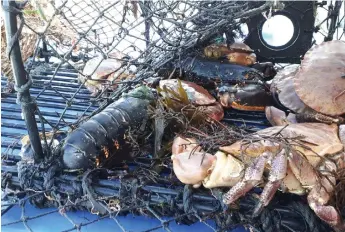  ??  ?? Genom att få bort många spökfiskan­de fiskeredsk­ap förväntas en positiv utveckling av kusttorsko­ch hummerbest­åndet. På bilden syns hummer och krabba från spökfiskan­de tina.
