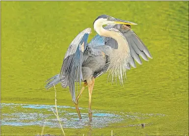  ??  ?? Blue heron pride in Bella Vista.