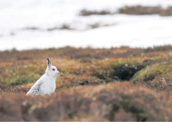  ??  ?? LEGISLATIO­N ON HORIZON: A mountain hare in the Cairngorms. The species gets new legal protection­s from the start of next month.