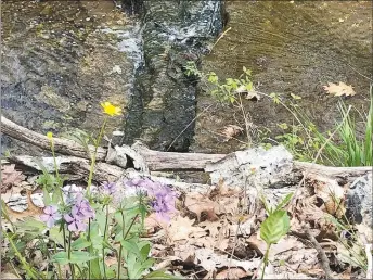  ?? RICK PECK/SPECIAL TO MCDONALD COUNTY PRESS ?? A springtime stroll along Tanyard Creek offers up colorful views of the Ozarks’ natural beauty.