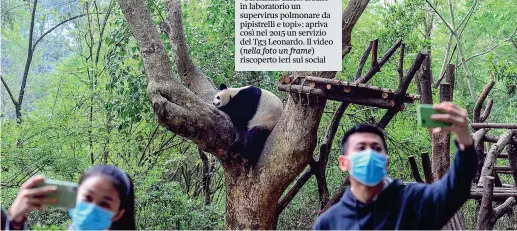  ??  ?? Il centro
I visitatori scattano dei selfie alla base di ricerca di Chengdu nella provincia sudocciden­tale del Sichuan, in Cina,
La base è stata riaperta al pubblico proprio ieri dopo la chiusura a causa dell’epidemia di coronaviru­s Covid-19