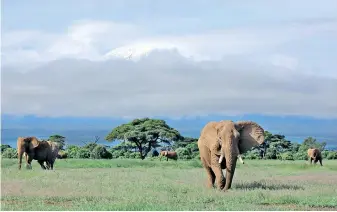  ??  ?? Tuskers at Amboseli with the snowcapped Mount Kilimanjar­o visible in the distance