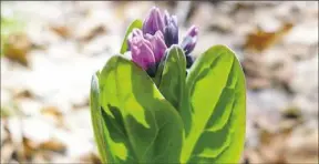  ?? Bob Batz Jr./Post-Gazette ?? A Virginia bluebell unfurls.