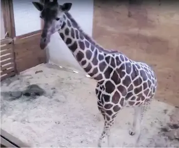 ??  ?? A screengrab from the YouTube videocam of 15-year- old April the giraffe,