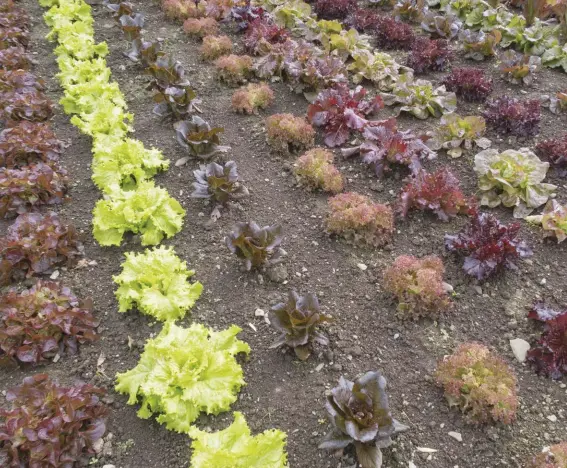  ??  ?? The more fertile and fine the soil is, the better when growing loose leaf lettuce.