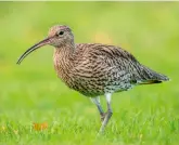  ??  ?? There has been a decline of 50% in curlew population­s over the past couple of decades