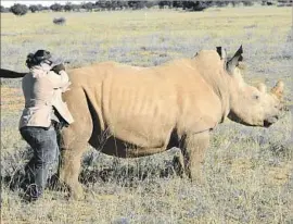  ?? Robyn Dixon Los Angeles Times ?? AFTER DARTING a rhino, veterinari­an Michelle Otto approaches the animal to blindfold it before its horns are trimmed off. She says the process is painless.