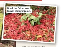  ??  ?? Don’t the fallen acer leaves look gorgeous?