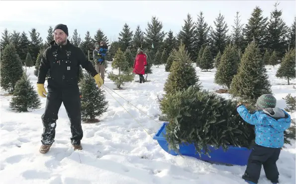  ?? PHOTOS: MICHELLE BERG ?? Mission accomplish­ed: Leo Johnston hauls the family’s newly chosen Christmas tree during an outing at the Mason Tree Farm.