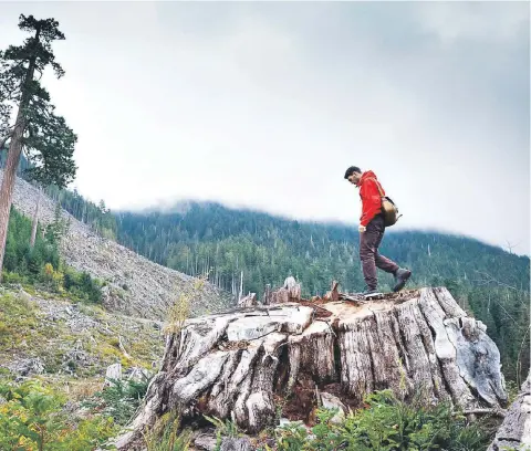  ?? TJWATT.COM ?? Author Harley Rustad in the logged forest on Vancouver Island visits the subject of his book, the huge, ancient Douglas fir.