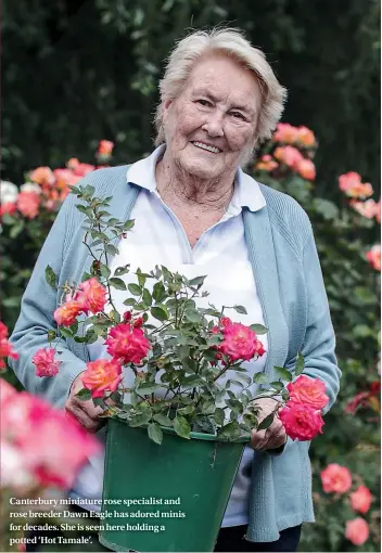  ??  ?? Canterbury miniature rose specialist and rose breeder Dawn Eagle has adored minis for decades. She is seen here holding a potted ‘Hot Tamale’.