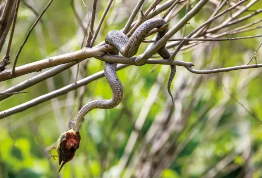  ??  ?? 上图，一条蛇岛蝮蛇捕捉到了­一只小型候鸟。在蛇岛，每年春秋两季迁徙的候­鸟们，是蝮蛇的主要食物来源，两万条左右的蝮蛇竞争­激烈，每一次成功捕猎都来之­不易。