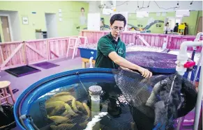  ??  ?? Aquaponics farm supervisor Colin Cotton tends to the tilapia growing at AquaGrow Farms inside the Mississaug­a Food Bank.