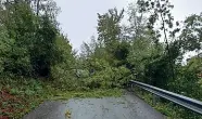  ??  ?? Leffe
Una strada bloccata dagli alberi caduti. Liberata poco dopo