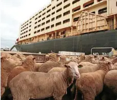  ?? PHOTO: MEAD LEON ?? CHANGES AFOOT: Livestock exporters have announced a self-imposed moratorium.