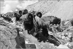  ??  ?? Yaks carry supplies at Everest base camp.