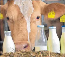  ?? FOTO: HILDENBRAN­D/DPA ?? Um die Belange der Milchbauer­n ging es bei einer Podiumsdis­kussion des BDM.