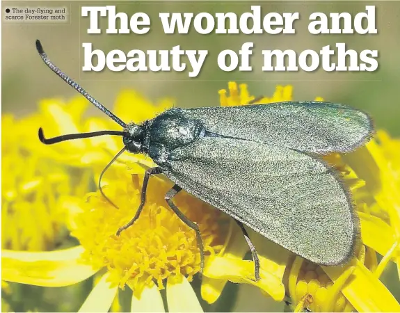  ??  ?? The day-flying and scarce Forester moth