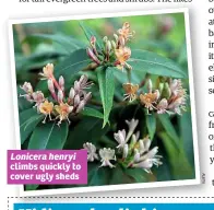  ??  ?? Lonicera henryi climbs quickly to cover ugly sheds