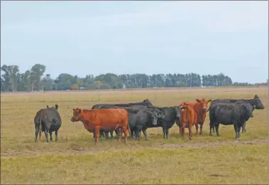  ?? FOTOS: CEDOC PERFIL ?? HACIA ARRIBA. La producción de carne en América latina se multiplica­rá por cuatro hacia 2027.