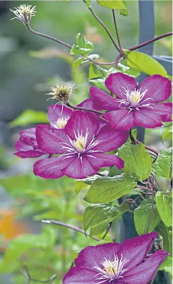  ??  ?? Pink clematis make a beautiful backdrop for any garden, while ground elder, inset, is an invasive weed, and is very difficult to eradicate completely