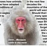  ?? ?? Clever… Macaques cuddle to stay warm