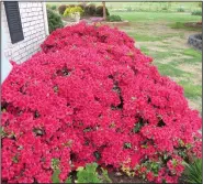  ??  ?? Buy azaleas with their mature size in mind to avoid onerous pruning chores.