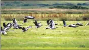  ?? Photograph: SCF. ?? Hebridean islands are seeing a huge rise in greylag geese numbers, according to the Scottish Crofting Federation.