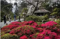  ?? KARL MONDON — STAFF PHOTOGRAPH­ER ?? Blooming azaleas blind visitors entering the Japanese Tea Garden in San Francisco's Golden Gate Park in March.