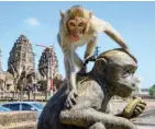  ??  ?? MLADEN ANTONOV/AFP A sterilizat­ion campaign is being waged against the monkeys in the Thai city of Lopburi.