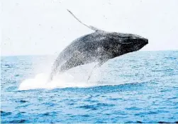  ??  ?? EL 2 de junio de 1970, la ballena jorobada fue designada como una especie en peligro de extinción e incluida en la lista federal de especies amenazadas.