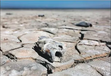  ?? Gary Coronado Los Angeles Times ?? A TILAPIA’S remains lie in Red Hill Bay along the Salton Sea’s shore in Calipatria, Calif., in 2016. Officials say the so-called North Lake Vision proposal would be subsidized with taxes generated by a bond measure.