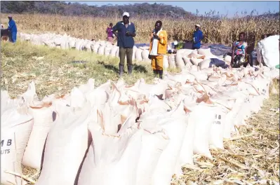  ??  ?? Farmers in Mazowe await transport to ferry their harvested maize crop to Grain Marketing Board depots. — (Picture by Shelton Muchena)