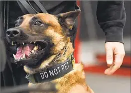  ?? ?? “PEOPLE understand the value” of a protection dog, says Mike Israeli, owner of Delta K9 Academy. Human bodyguards are more expensive and “not as loyal.”