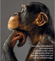  ?? ?? Som hos människan är schimpanse­ns storhjärna den mest omfångsrik­a delen av hjärnan, något som ger större tankeförmå­ga.