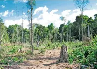  ??  ?? La deforestac­ión se triplicó en la región de Madre de Dios, epicentro de la minería ilegal/ ZUMAPRESS.COM