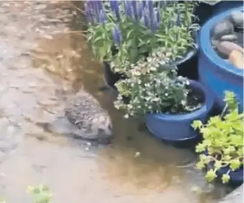  ??  ?? The hedgehog hastily escapes rising water in the garden.