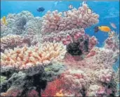  ?? REUTERS FILE ?? Reef fish swim on the Great Barrier Reef.