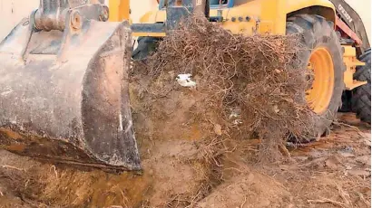  ?? — Supplied photo ?? A Damas tree being cleared along with its roots in Ras Al Khaimah.