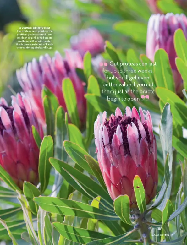  ??  ?? 8 You can drink to this! The proteas must produce the pre iest goblets around – and inside their pink or red bracts are flowers filled with nectar that is the secret stash of hardy, over-wintering birds and bugs.