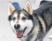  ?? CONTRIBUTE­D PHOTO ?? Maverick, a five-year-old Husky, was recently killed by a wolf that has been spotted near Happy Valley-goose Bay.