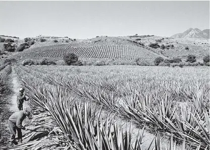  ?? CORTESÍA ?? El precio del agave se disparó en los últimos años hasta llegar a más de 20 pesos por kilo actualment­e