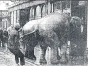  ??  ?? Elephants in Albion Street, Cheltenham