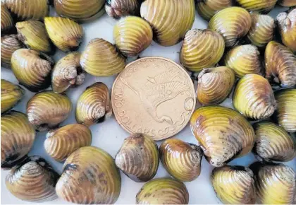  ?? ?? Freshwater gold clams have been found at Lake Taupō Aqua Park, which has prompted Biosecurit­y New Zealand to temporaril­y close the site.