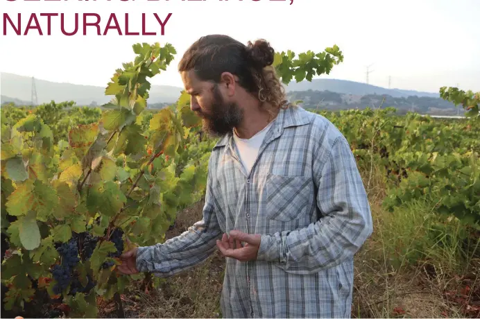  ?? (Photos: David Silverman, DPS Images) ?? YOSSI YODFAT, a master in revitalizi­ng old vineyards, in Um Tut, Shefaya, near Zichron Ya’acov.