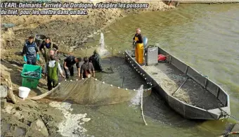  ??  ?? L’EARL Delmarès, arrivée de Dordogne, récupère les poissons du filet, pour les mettre dans un bac.