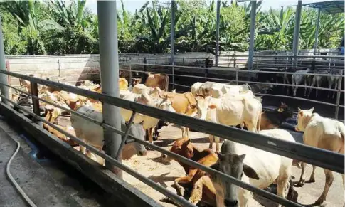  ?? ?? RADIANCE Agrotech akan membawa masuk 18,000 lembu baka Brazil sebagai permulaan pada tahun ini.