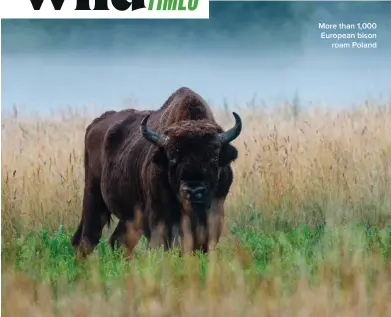  ?? ?? More than 1,000 European bison roam Poland