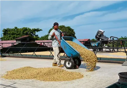  ??  ?? Workers at Greenwell Farm drying the coffee beans.